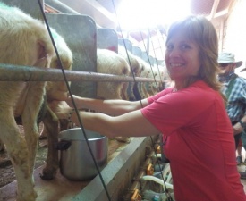 Nancy milks the sheep too